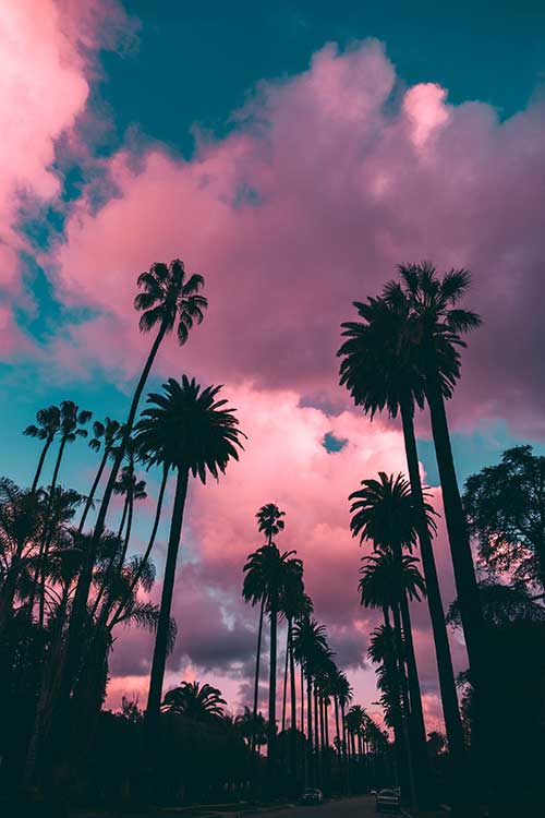 Palm tree lined street in Beverly Hills, CA